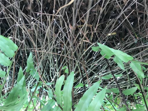 Nature Pattern Design Principle Example